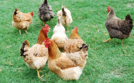 Власти Саратовской области ищут инвестора для птицефабрики