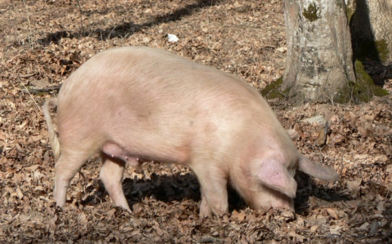 В Саратовской области за уничтоженных свиней выплатили 180 млн рублей