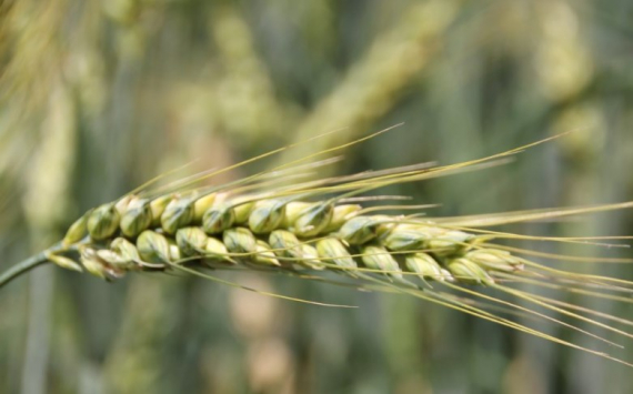 В Саратовской области производители зерна получат субсидии в размере 866,2 млн рублей