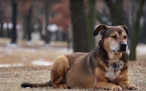В Саратове за 8,3 млн рублей расширят приют для бездомных собак